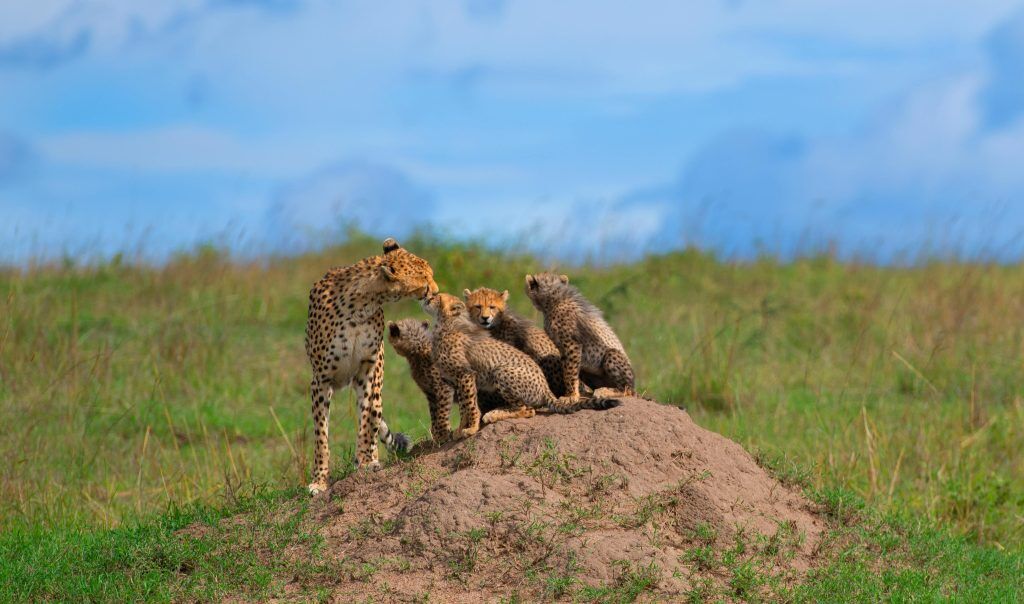8 Days Tsavo East West Amboseli