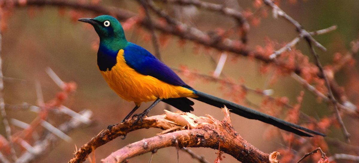 9 days bird watching safari starting from Mombasa