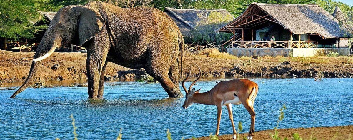 safari tours