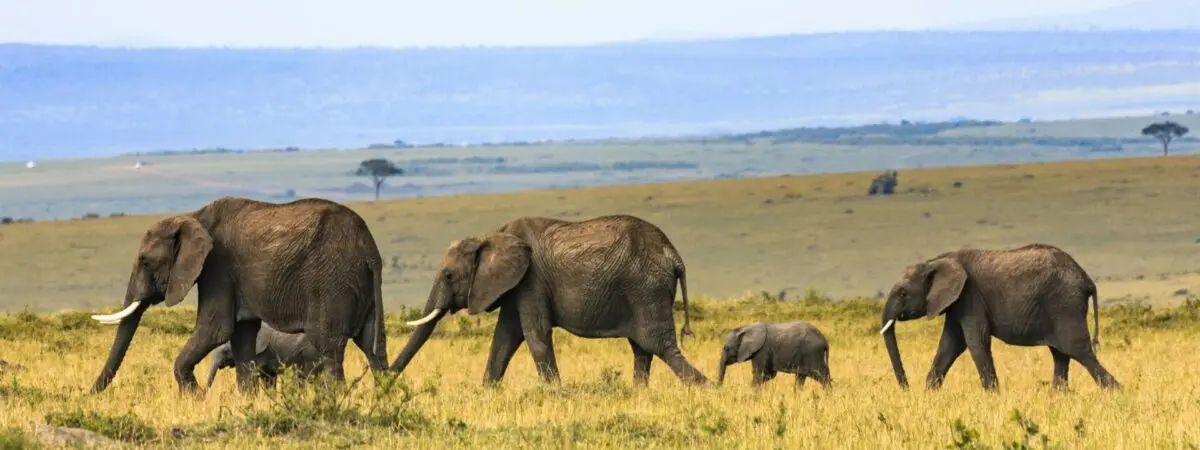 Kenya Safaris from Mombasa