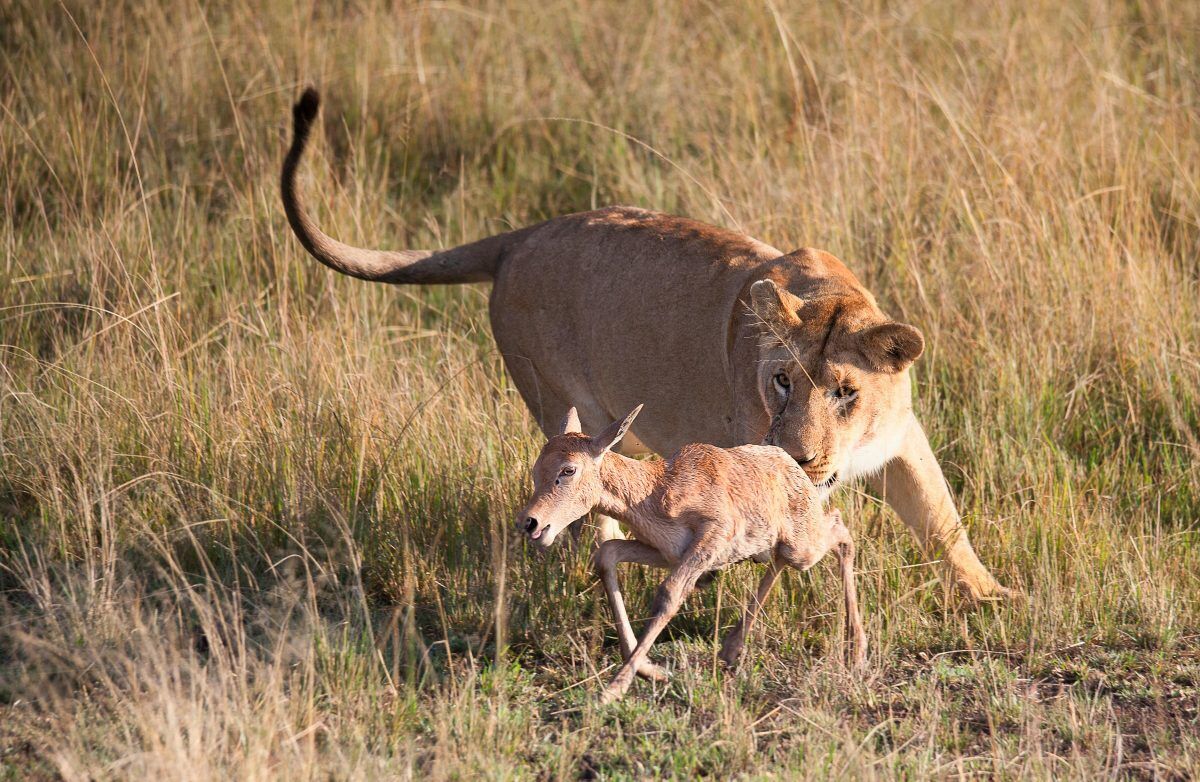 9 Days Masai Mara Safari from Nairobi