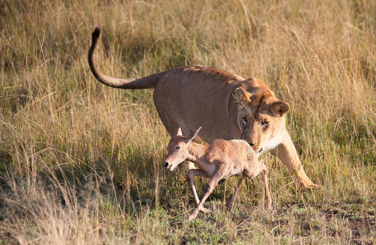 9 Days Masai Mara Safari from Nairobi