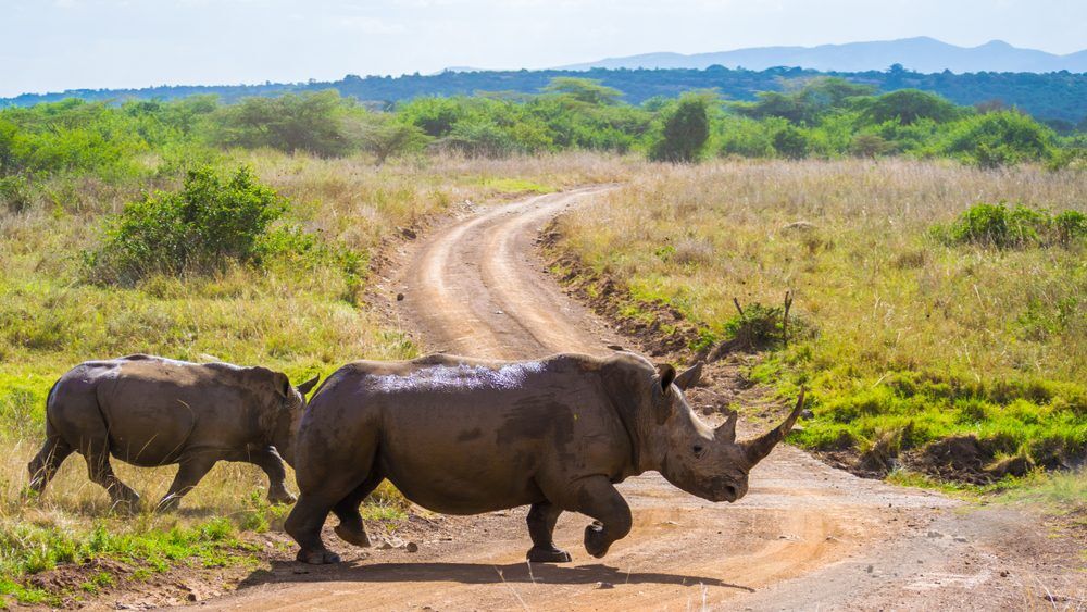 3 days safari from nairobi to amboseli