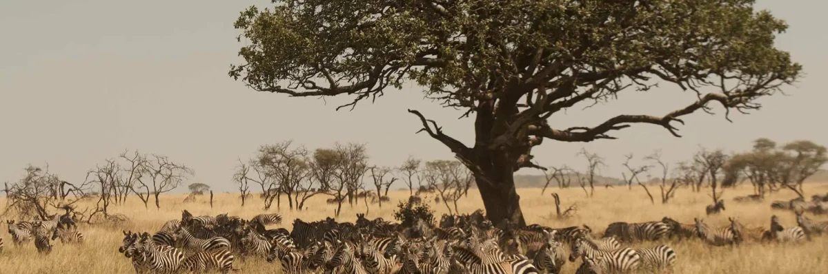 nairobi safaris