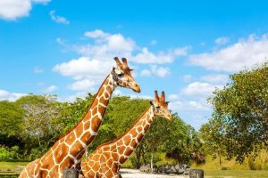 Tour Companies in Mombasa