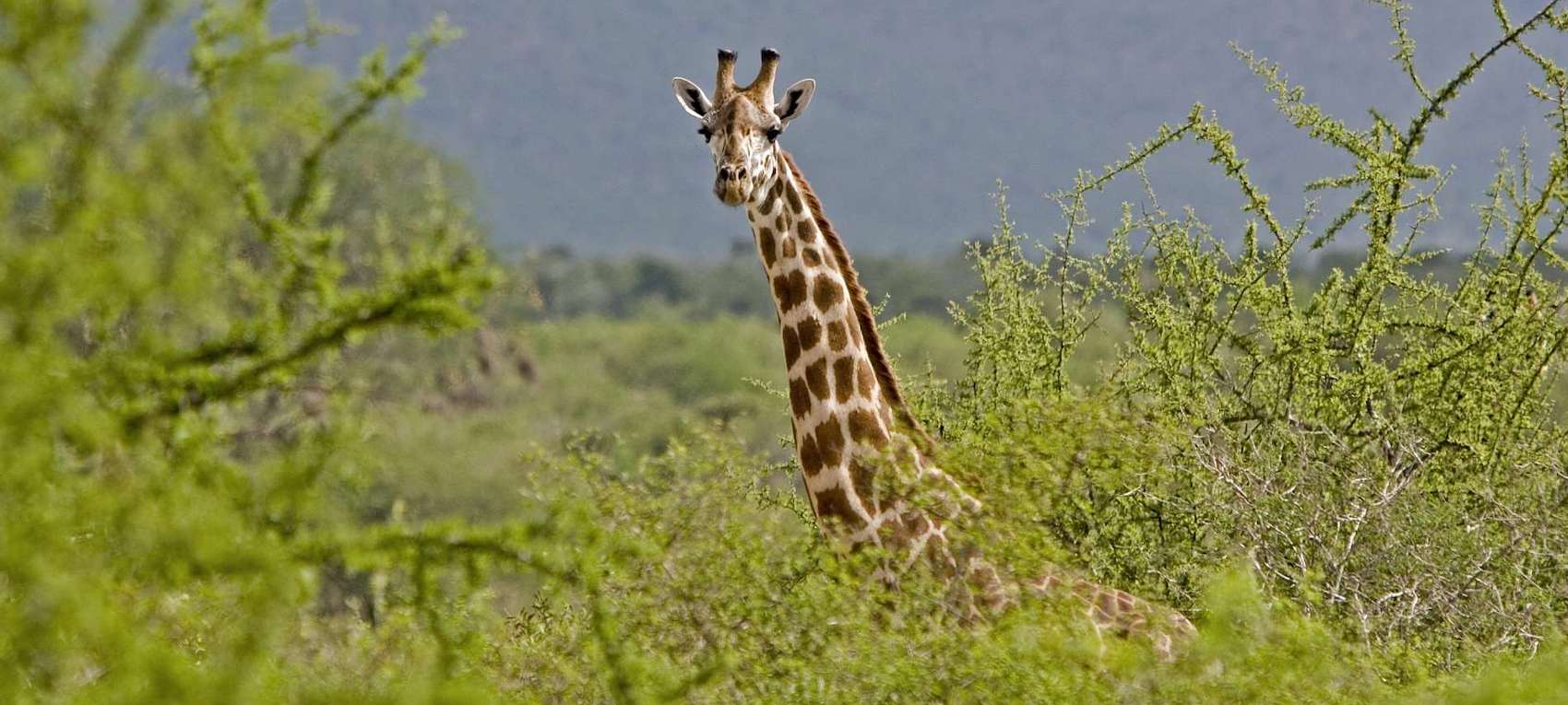 Mombasa To Tsavo East Safari Packages