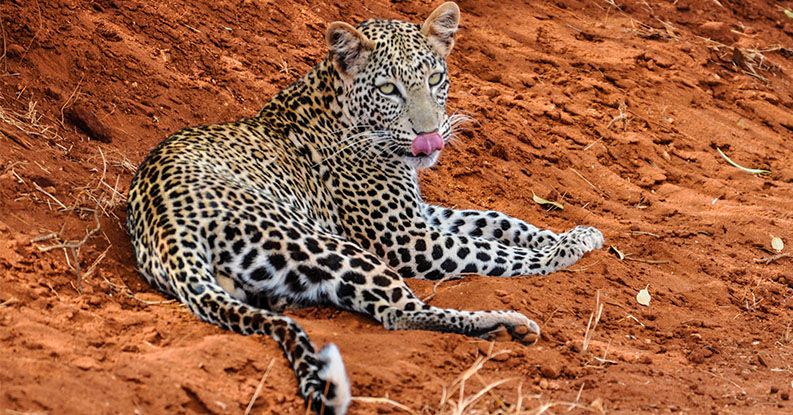 2 day tsavo east safari national park
