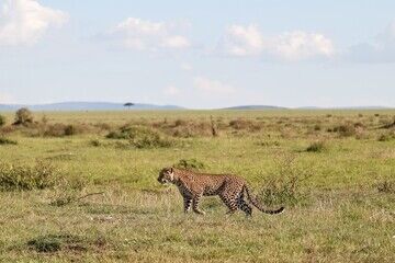 kenya masai mara national reserve