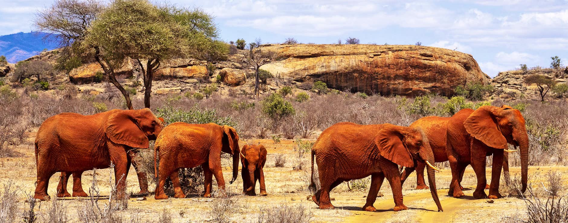 Epic Kenya wildlife adventures with Watamu safari packages