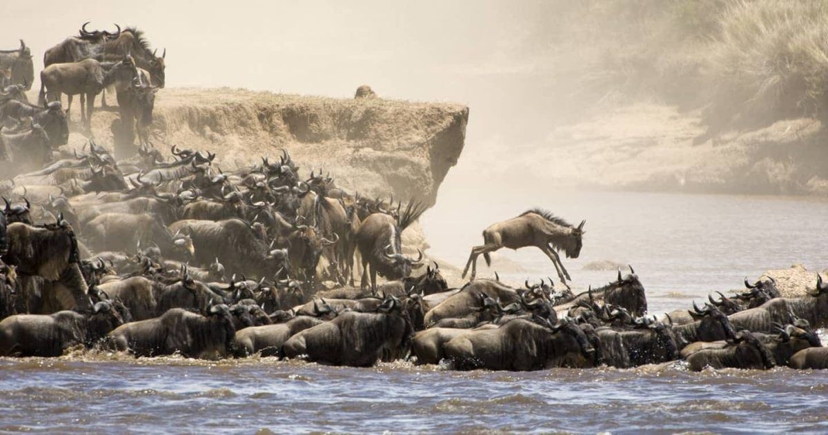 safari from Nairobi