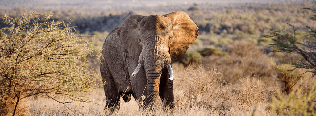 2 Days Tsavo East Safari