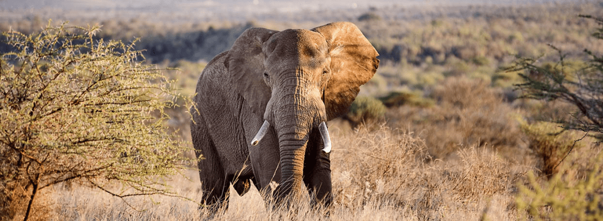 2 days tsavo east and west safaris