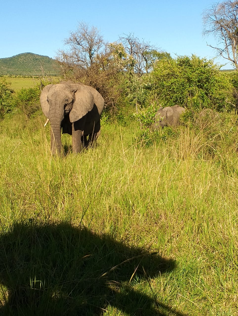1 day tsavo east safari cost