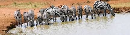 3 Days Tsavo East West Safari