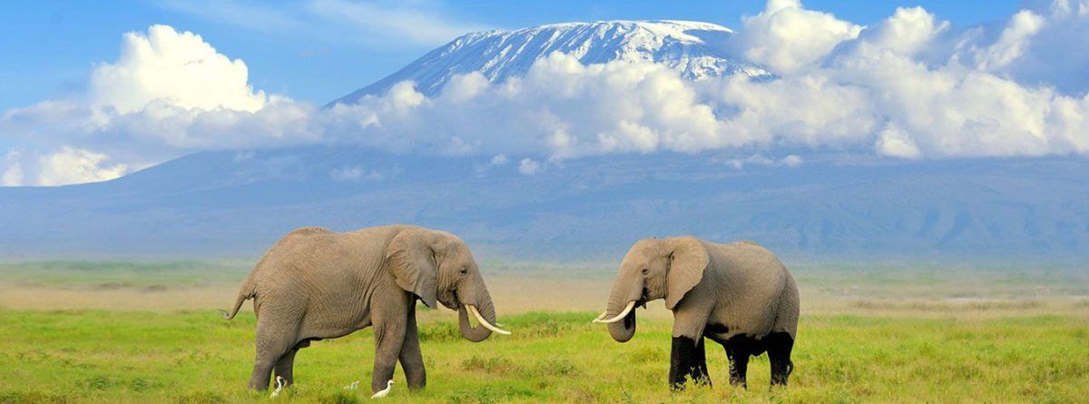 6 Days Masai Mara Lake Nakuru and Amboseli safari from Nairobi