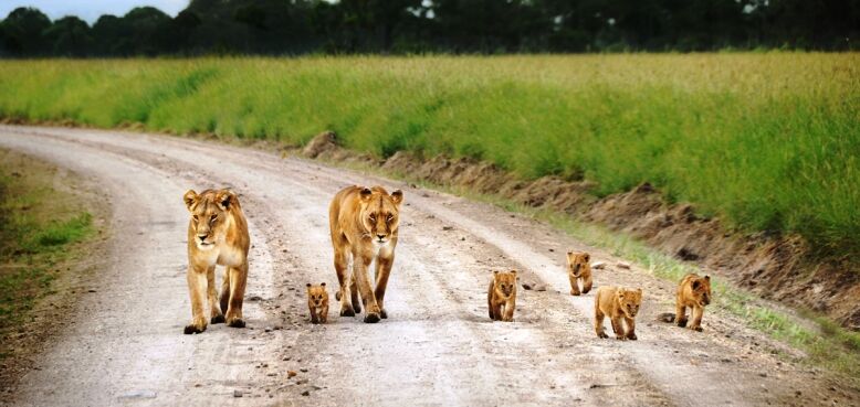 4 days masai mara budget safari