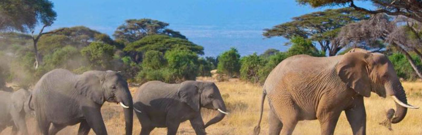 amboseli park