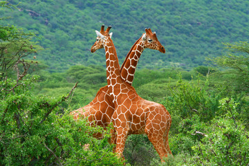 tanzania safari