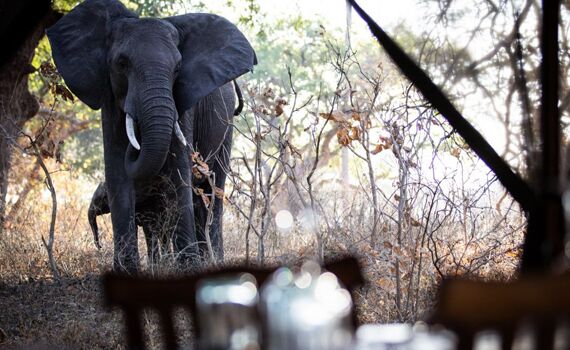 Kenya Tanzania combined Safaris