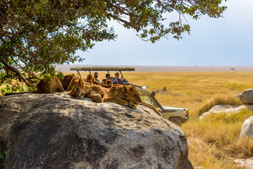 Luxury Safari Tanzania, Kenya Tanzania Safaris, Best safaris in Tanzania, Tanzania safari Packages, Tanzani Safari Holidays