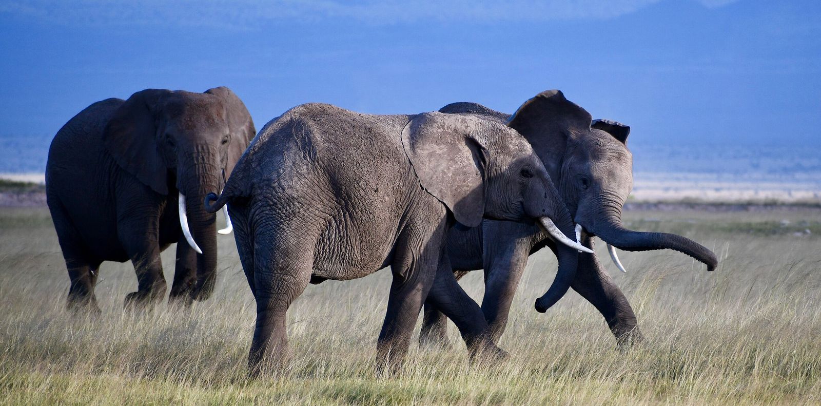 Safari Experience in Kenya - wildlife viewing with elephants in the savanna