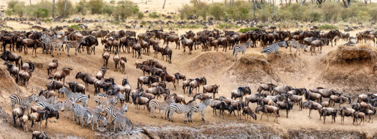 Safari Operators in Kenya and Tanzania