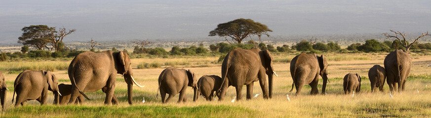 Safari Operators in Kenya and Tanzania