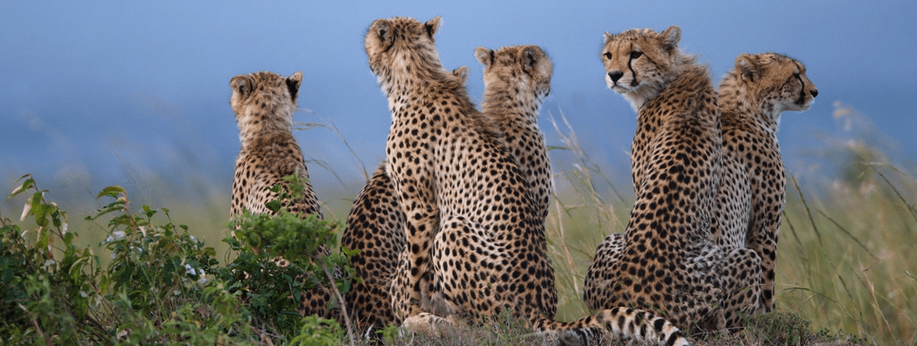 Tanzani Luxury Safari Packages