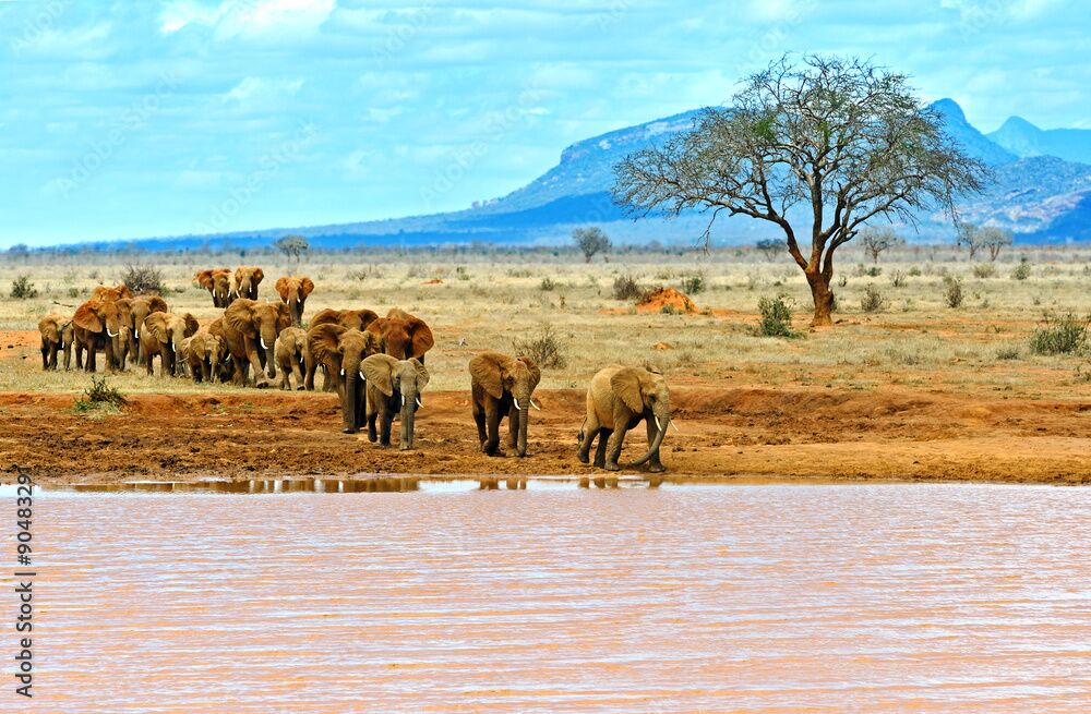 tanzania safari