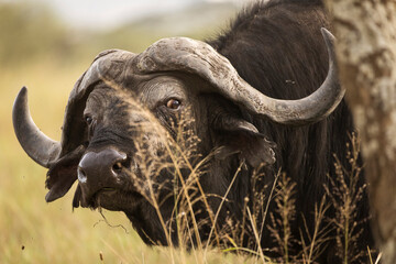 tanzania safari