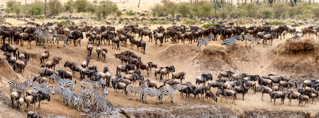 Safari Operators in Kenya and Tanzania