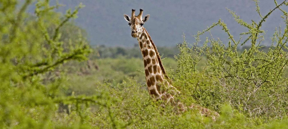 5 days amboseli tsavo west and east safari
