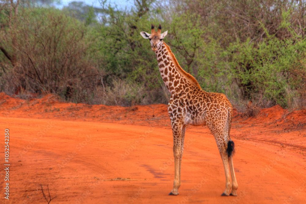 Kenya Travel Information, Kenya Lodges and Camps, Kenya National Parks, Tanzania National Parks, Tanzania Reserves and conservancies