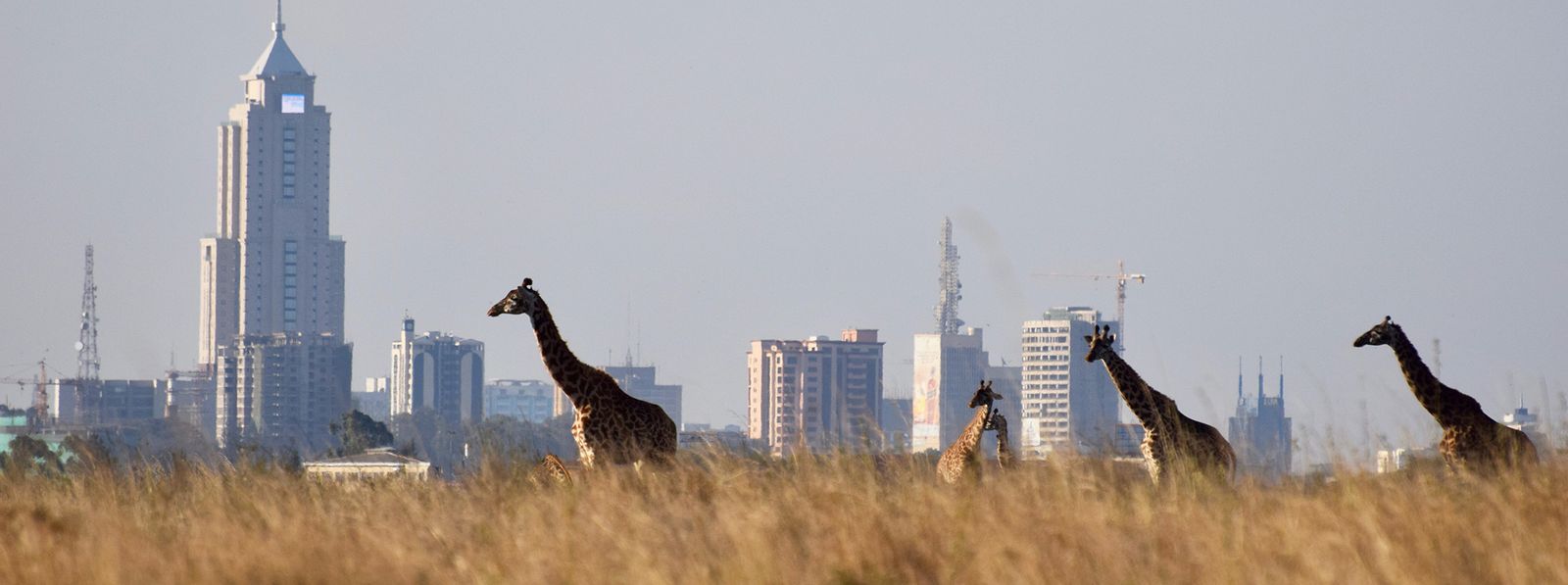 Best Time to Visit Kenya - wildlife during the Great Migration