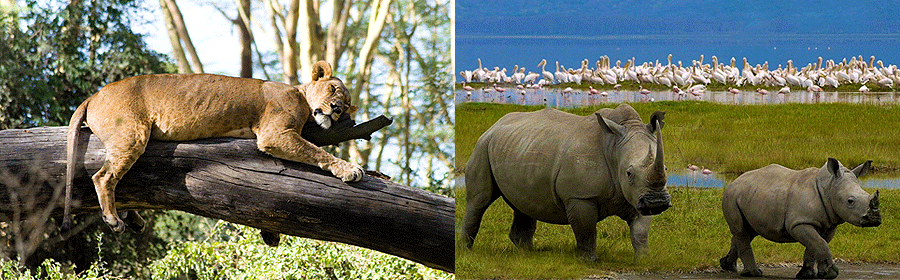 5 Days Masai Mara safari from Nairobi