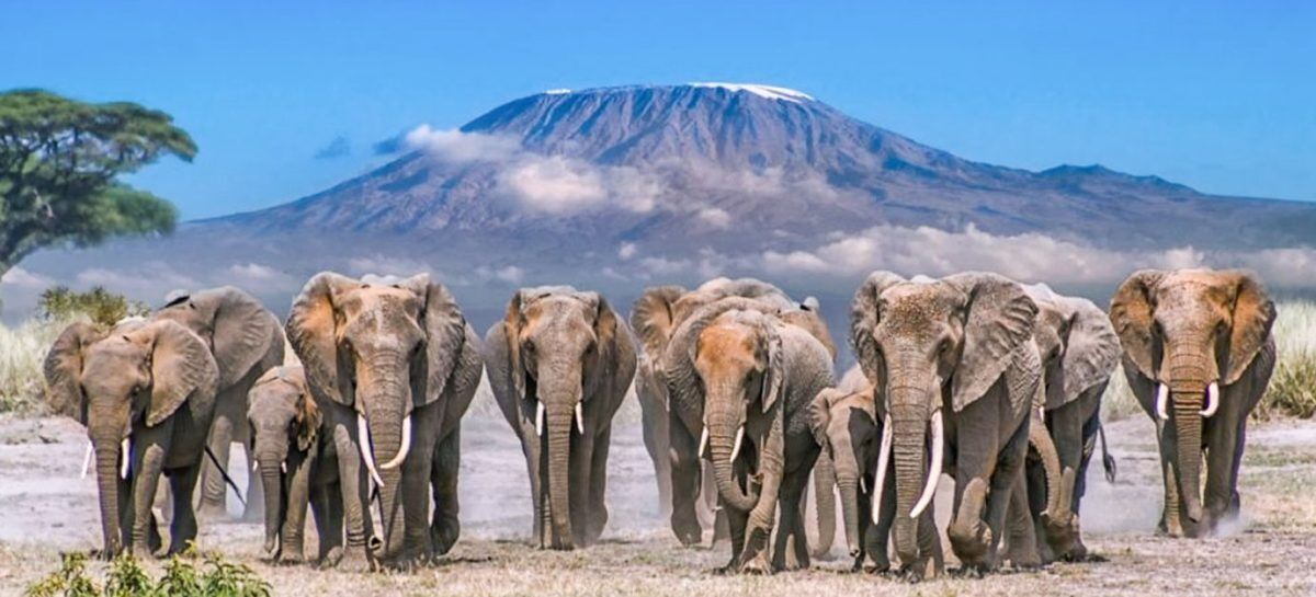 Tsavo Safari from Diani Beach