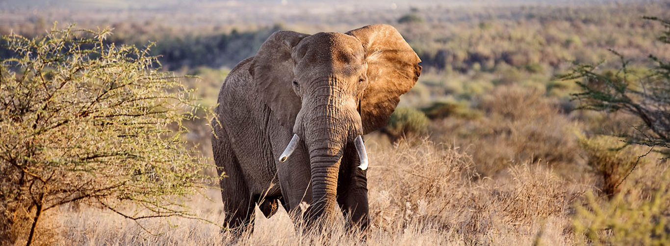 safari in Kenya