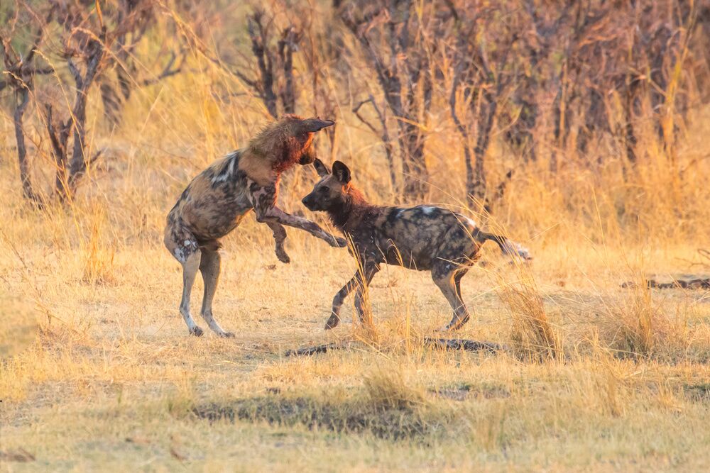Amazing Safari Trip in Kenya, Safari Experiences in Kenya, Birdwatching Safari Kenya, Mombasa Safari Kenya