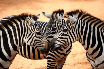 What's Included in Your Safari Every Luxury Safari Tanzania package includes comprehensive services. All meals from arrival to departure are covered. Professional guide services throughout your entire journey ensure expert wildlife knowledge. Park entry fees and government taxes are included in package prices. Luxury accommodation with full board basis eliminates additional costs. Airport transfers and internal flights streamline your travel experience. Conservation and Community Impact Our Tanzania safari holidays support local conservation efforts directly. Partnerships with anti-poaching organizations protect endangered species. Community projects receive funding from tourism revenue sharing. Educational programs teach children about wildlife conservation importance. Women's cooperatives receive support through craft purchases and cultural visits. Sustainable tourism practices minimize environmental impact while maximizing benefits. Booking Your Luxury Safari Planning your Luxury Safari Tanzania requires advance booking, especially during peak seasons. Our experienced team designs custom itineraries matching your interests and preferences. Flexible departure dates accommodate your schedule requirements. Comprehensive travel insurance protects your investment in this once-in-a-lifetime experience. Pre-departure briefings prepare you for African adventure expectations. Emergency communication systems ensure safety throughout your journey. Contact our safari specialists today to begin planning your ultimate Luxury Safari Tanzania adventure. Experience the magic of East Africa's premier wildlife destination with uncompromising luxury and comfort.