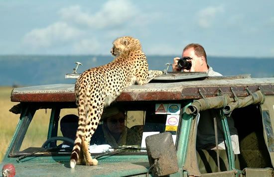 Mombasa Safari