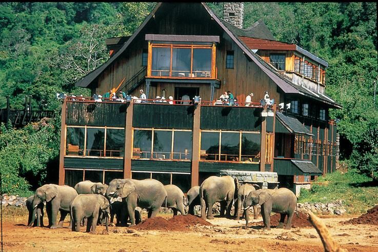 treetops hotel kenya