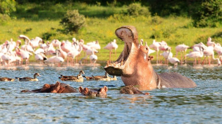 6 days lake nakuru, lake naivasha, masai mara camping safari
