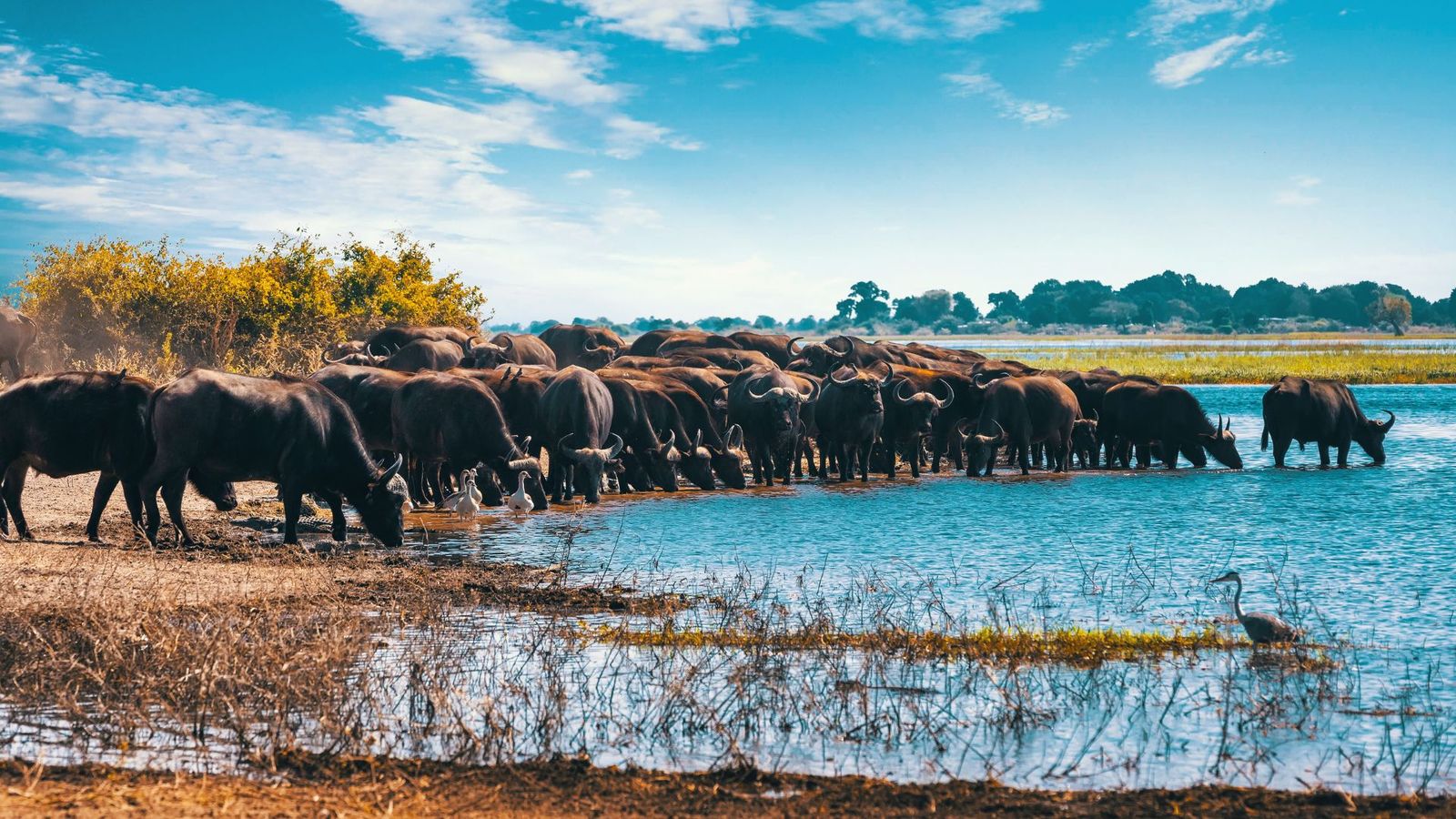 Safari from Nairobi