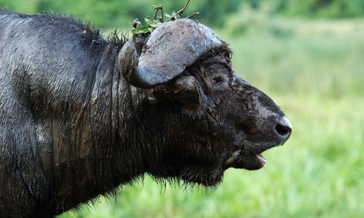6 days amboseli tsavo west and tsavo east safari