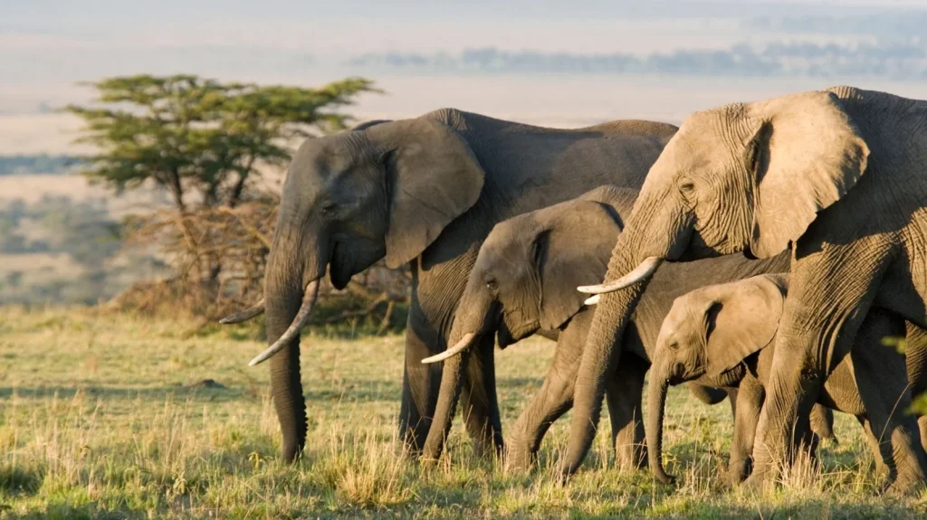 Masai Mara Kenya Safari Guide 2025/26: Best Time, Hidden Spots & Pro Travel Tips