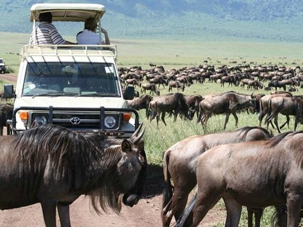 9 days bird watching safari starting from mombasa