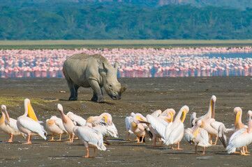 Safari Tour