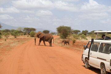 Nairobi National Park Tour