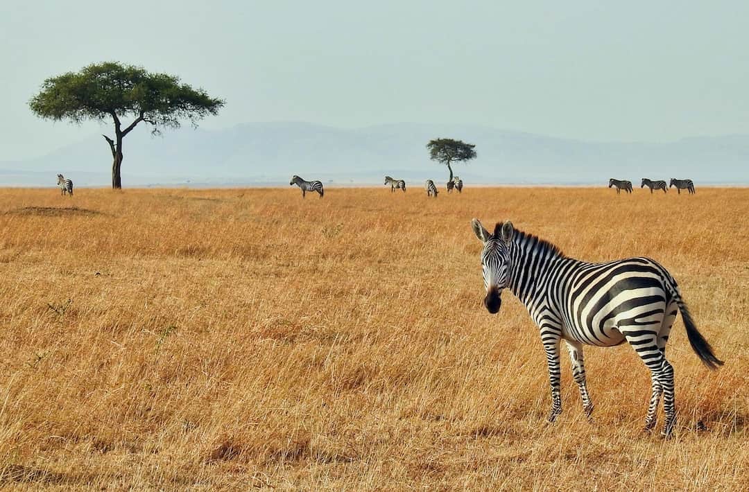 3 Days Tsavo East and West Safari