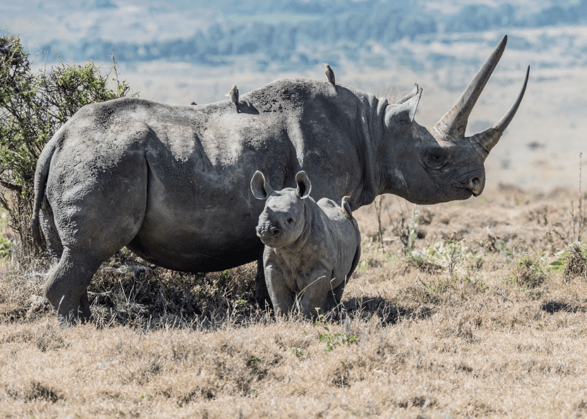 Tours and Safaris in Kenya